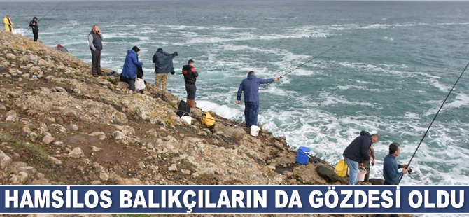Hamsilos balıkçıların da gözdesi oldu