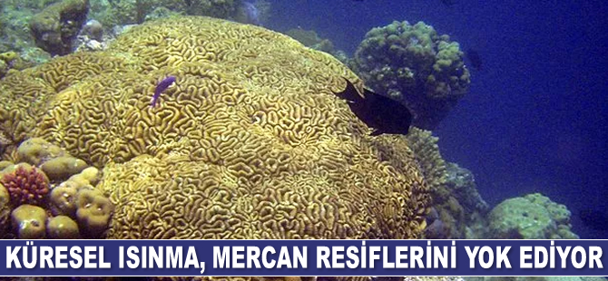Küresel ısınma, mercan resiflerini yok ediyor