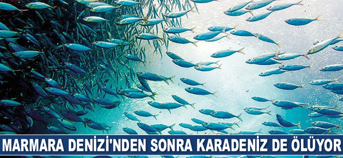 Marmara Denizi’nden sonra Karadeniz de ölüyor