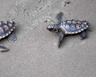 İztuzu sahilinde caretta yuvası ve yavru çıkışında artış yaşandı