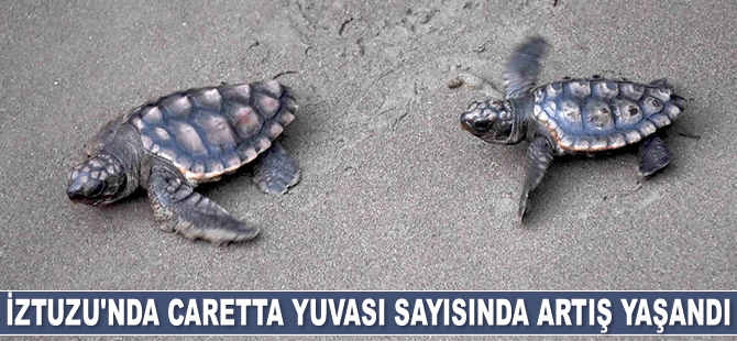 İztuzu sahilinde caretta yuvası ve yavru çıkışında artış yaşandı