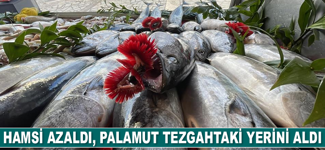 Batı Karadeniz'de hamsi azaldı, palamut tezgahtaki yerini aldı