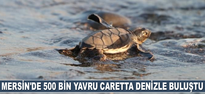 Mersin'de 500 bin yavru caretta denizle buluştu