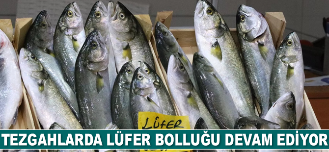 Tezgahlarda lüfer bolluğu devam ediyor