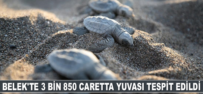 Belek’te 3 bin 850 caretta yuvası tespit edildi