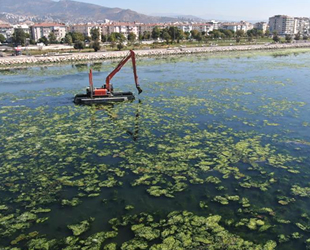 Bostanlı sahilini yine deniz marulu kapladı