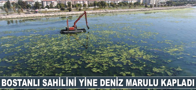 Bostanlı sahilini yine deniz marulu kapladı