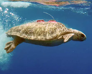 Caretta Tuba, 2 yılda 7 ülke gezdi