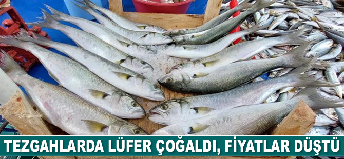 Tezgahlarda lüfer çoğaldı, fiyatlar düştü