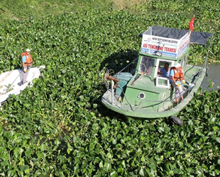 Asi Nehri'ni kaplayan su sümbüllerini temizleme çalışması sürüyor