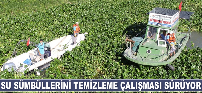 Asi Nehri'ni kaplayan su sümbüllerini temizleme çalışması sürüyor