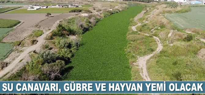 Su canavarı, gübre ve hayvan yemi olacak