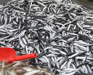 Sinop’ta tezgahlarda hamsi bereketi yaşanıyor