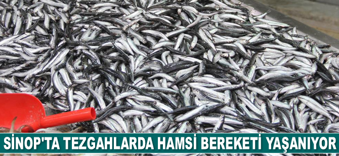 Sinop’ta tezgahlarda hamsi bereketi yaşanıyor