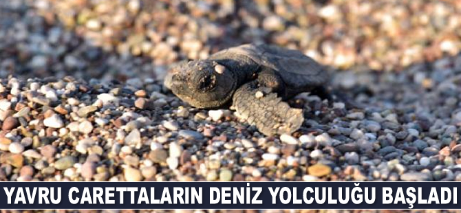 Yavru carettaların deniz yolculuğu başladı