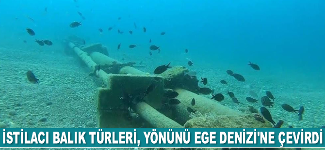 İstilacı balık türleri, yönünü Ege Denizi’ne çevirdi