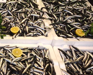 Karadeniz’de istavritten sonra hamsi bereketi yaşanıyor