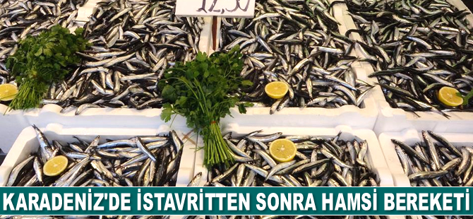 Karadeniz’de istavritten sonra hamsi bereketi yaşanıyor