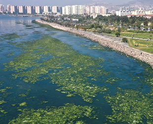 Kirlilikten beslenen deniz marulu, İzmir Körfezi'nde yayılıyor