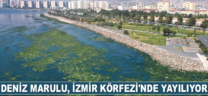 Kirlilikten beslenen deniz marulu, İzmir Körfezi'nde yayılıyor