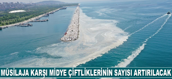 Deniz salyasına karşı midye çiftliklerinin sayısı artırılacak