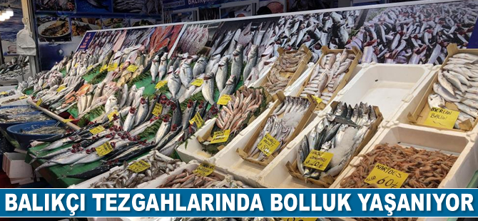 Balıkçı tezgahlarında bolluk yaşanıyor