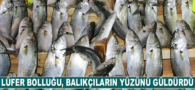 Lüfer bolluğu, balıkçıların yüzünü güldürdü