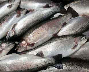 Türk somonunun ihracatı katlanarak artıyor