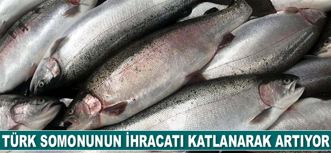 Türk somonunun ihracatı katlanarak artıyor