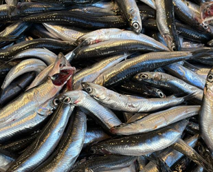 Karadeniz’deki hamsi bolluğu balıkçıların yüzünü güldürüyor