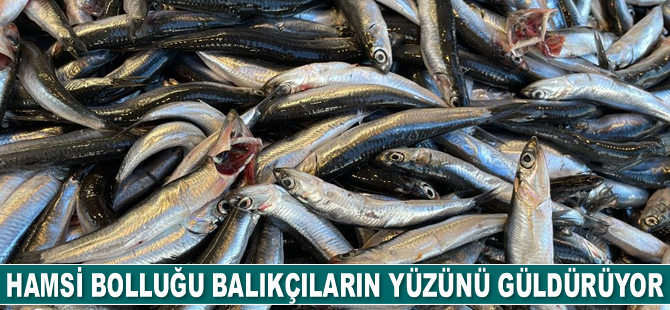 Karadeniz’deki hamsi bolluğu balıkçıların yüzünü güldürüyor