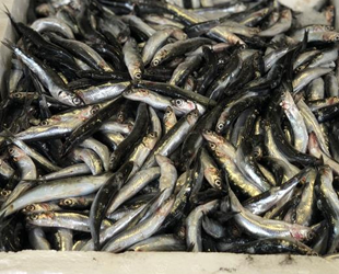 Havaların soğumasıyla balık fiyatlarının düşmesi bekleniyor