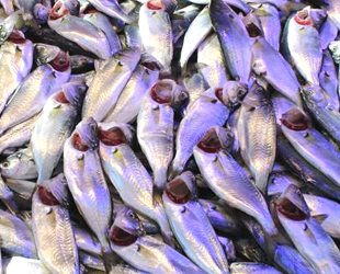 Tezgahlardaki çinekop bolluğu fiyatları düşürdü