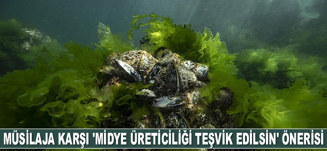 Müsilaja karşı biyolojik mücadelede 'Midye üreticiliği teşvik edilsin' önerisi geldi