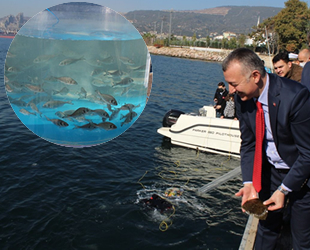 İzmit Körfezi'ne 6 bin levrek, çupra ve kalkan bırakıldı