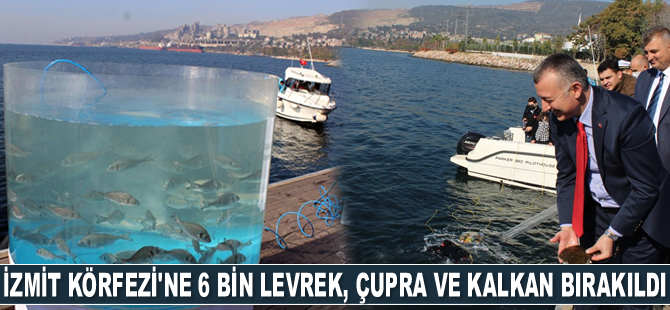 İzmit Körfezi'ne 6 bin levrek, çupra ve kalkan bırakıldı
