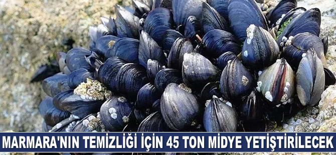 Marmara Denizi'nin temizliği için 45 ton midye yetiştirilecek