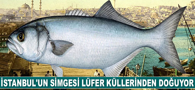İstanbul'un simgesi lüfer küllerinden doğuyor