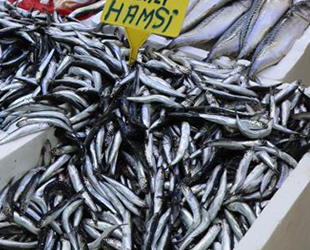 Hamsi, balıkçıların yüzünü güldürmeye devam ediyor