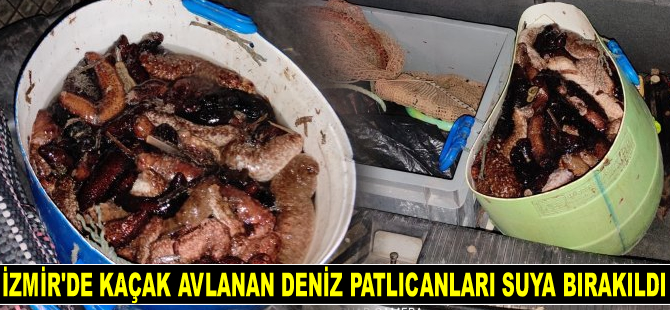 İzmir'de kaçak avlanan deniz patlıcanları suya bırakıldı