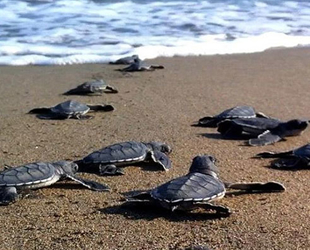 Türkiye'de binlerce caretta caretta denizle buluştu