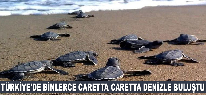 Türkiye'de binlerce caretta caretta denizle buluştu