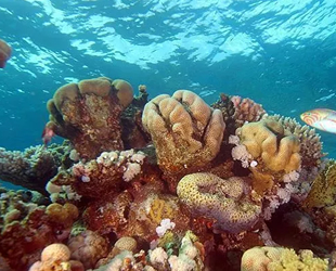 Dünyada mercan resifinin yüzde 14'ü yok oldu