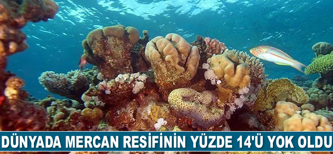 Dünyada mercan resifinin yüzde 14'ü yok oldu