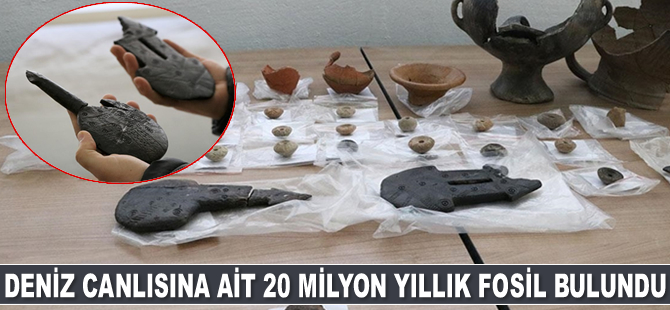 Tyana Antik Kenti'nde deniz canlısına ait 20 milyon yıllık fosil bulundu