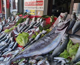 Karadeniz'de torik bereketi yaşanıyor