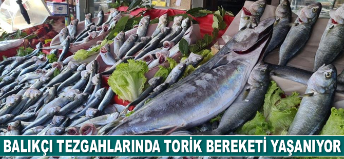 Karadeniz'de torik bereketi yaşanıyor
