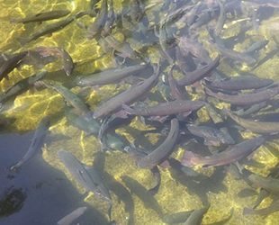 Trabzon'da yılda 8.7 milyon somon yavrusu üretilecek