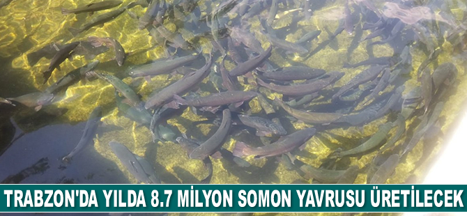 Trabzon'da yılda 8.7 milyon somon yavrusu üretilecek