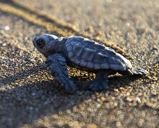 Caretta carettaların güzergahı değişti